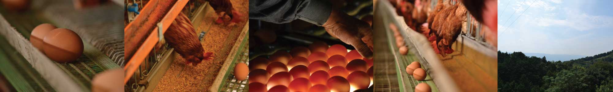 卵へのこだわり